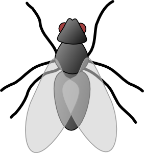 Clip Art Of Small Flies Clipart