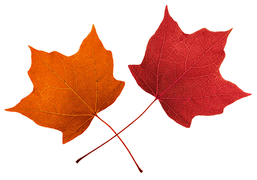 Best Maple Leaf Clip Art #21169 - Clipartion.com