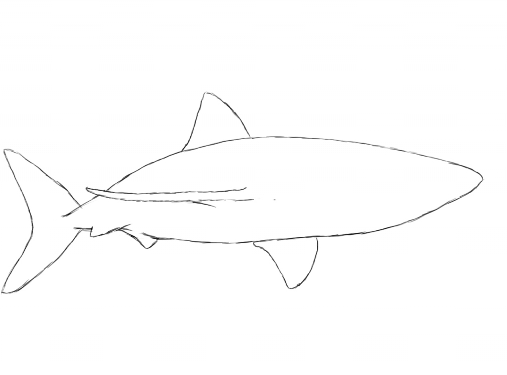 How To Draw Sharks - Drawing Pencil