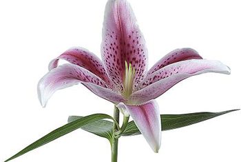 How to Grow Oriental Stargazer Lilies Indoors | Home Guides | SF Gate