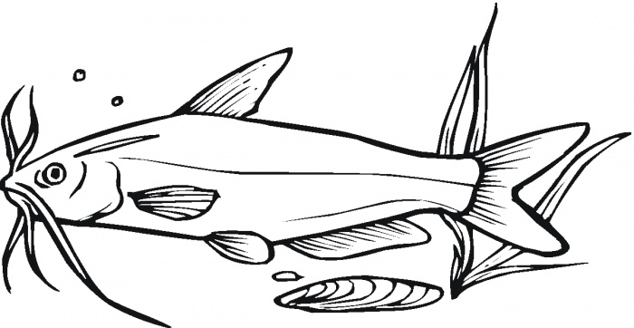 Catfish 8 coloring page | Super Coloring