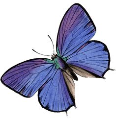 antique butterfly clip art | butterflies