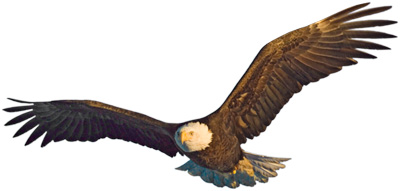 Picture Of Soaring Eagle - ClipArt Best