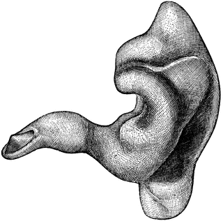 External auditory canal | ClipArt ETC