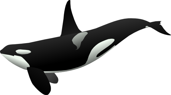 Shamu Clipart - ClipArt Best