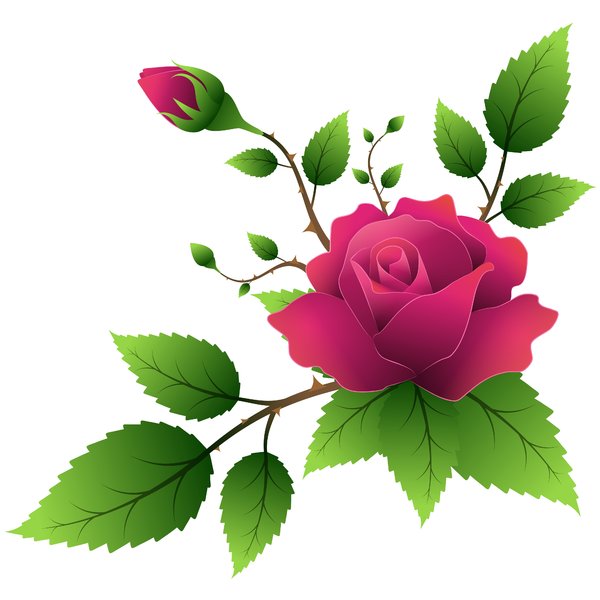 Graphics Of Roses | Free Download Clip Art | Free Clip Art | on ...