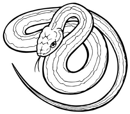 Snake Drawing | Grim Reaper Tattoo ...