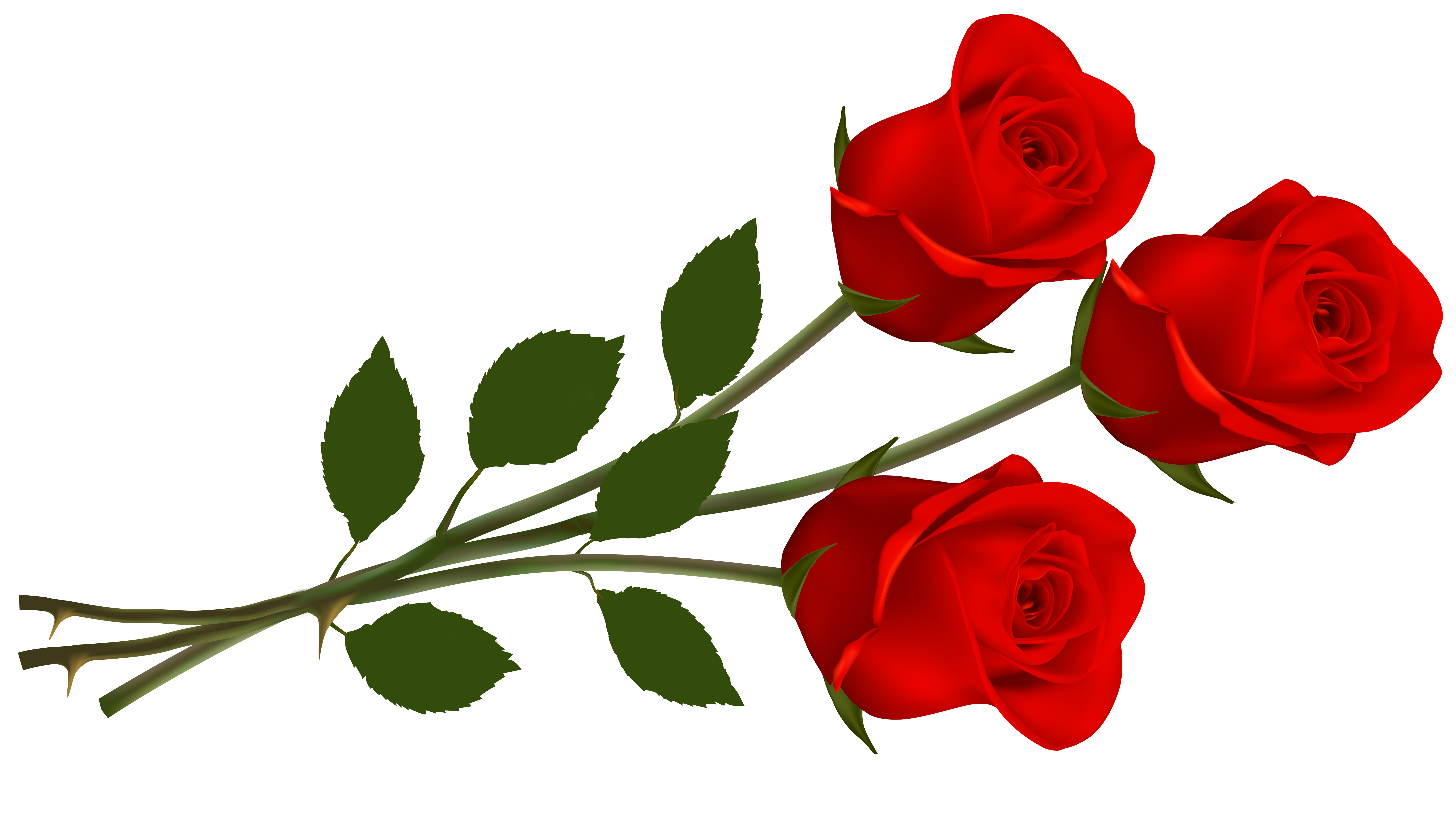 Red rose clip art