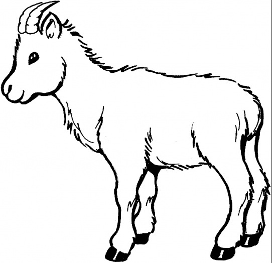 Baby Goat Coloring Pages - Dzrleather.com