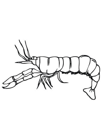 Crawfish Side View coloring page | Free Printable Coloring Pages