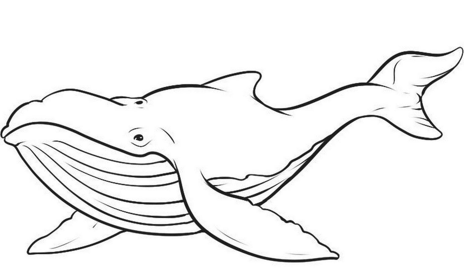 Whale Line Drawing Clipart - Free to use Clip Art Resource