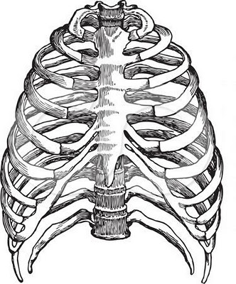 How To Draw A Skeleton - ClipArt Best