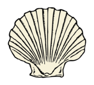 Scallop Shell Vector - Download 113 Vectors (Page 1)