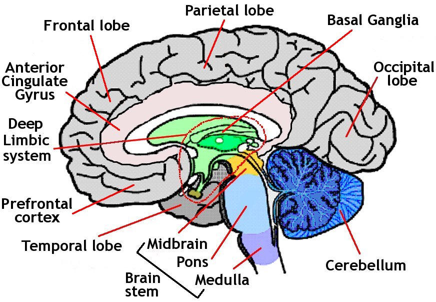 Brain diagram clipart