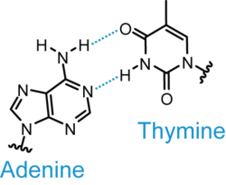 Base pair - Wikipedia