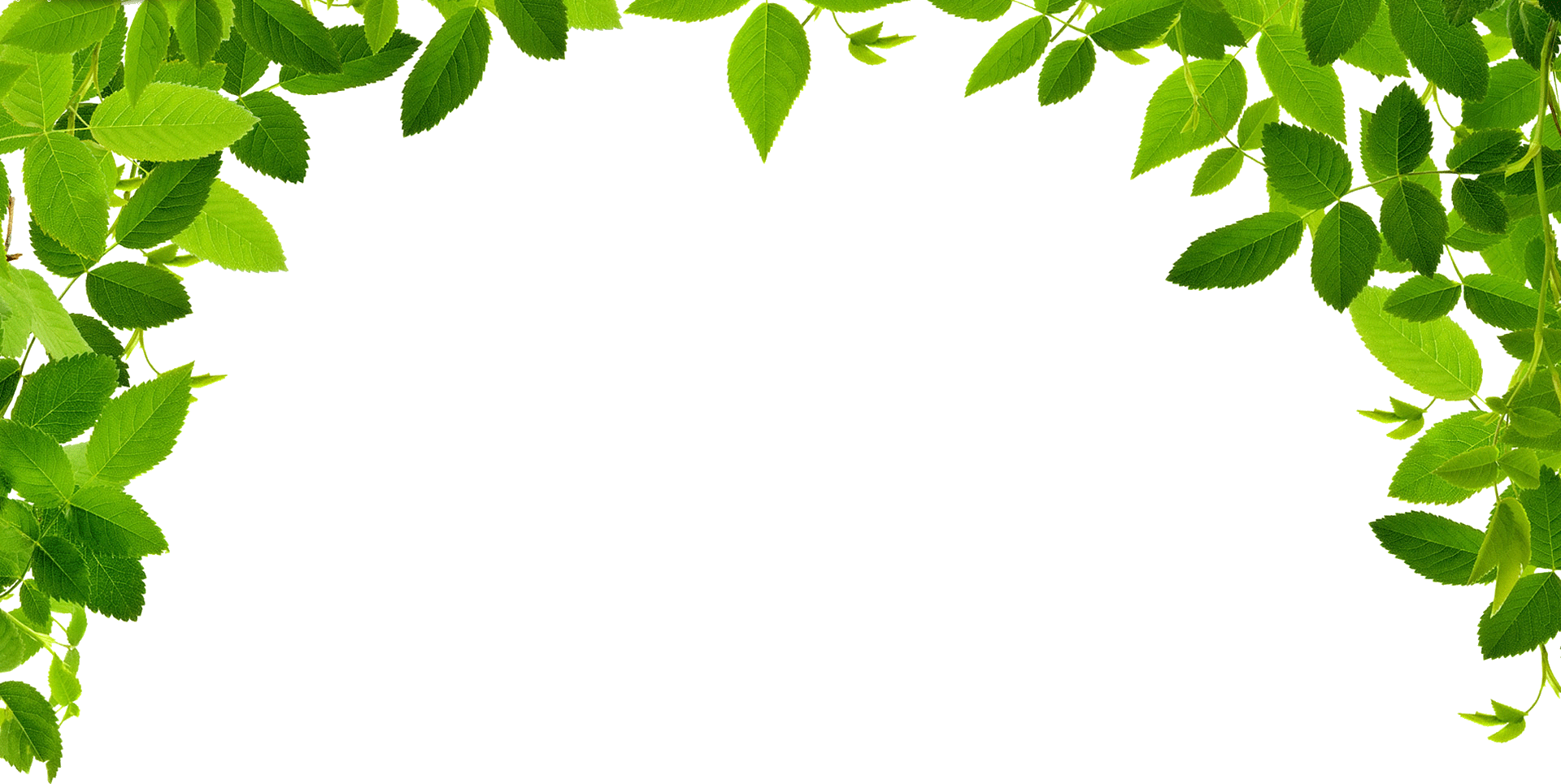 Jungle leaf borders with transparent background - ClipArt Best