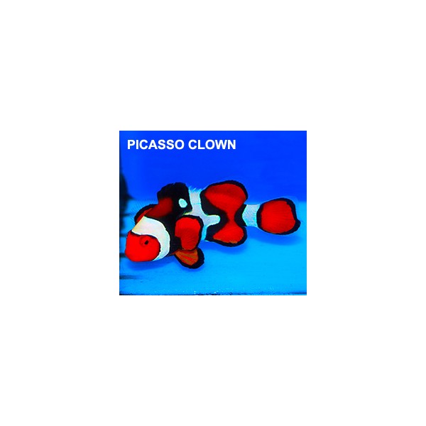 Rare Picasso Clown Fish - Fiji Reef