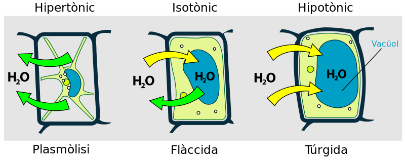 File:Turgor pressure on plant cells diagram-ca.svg