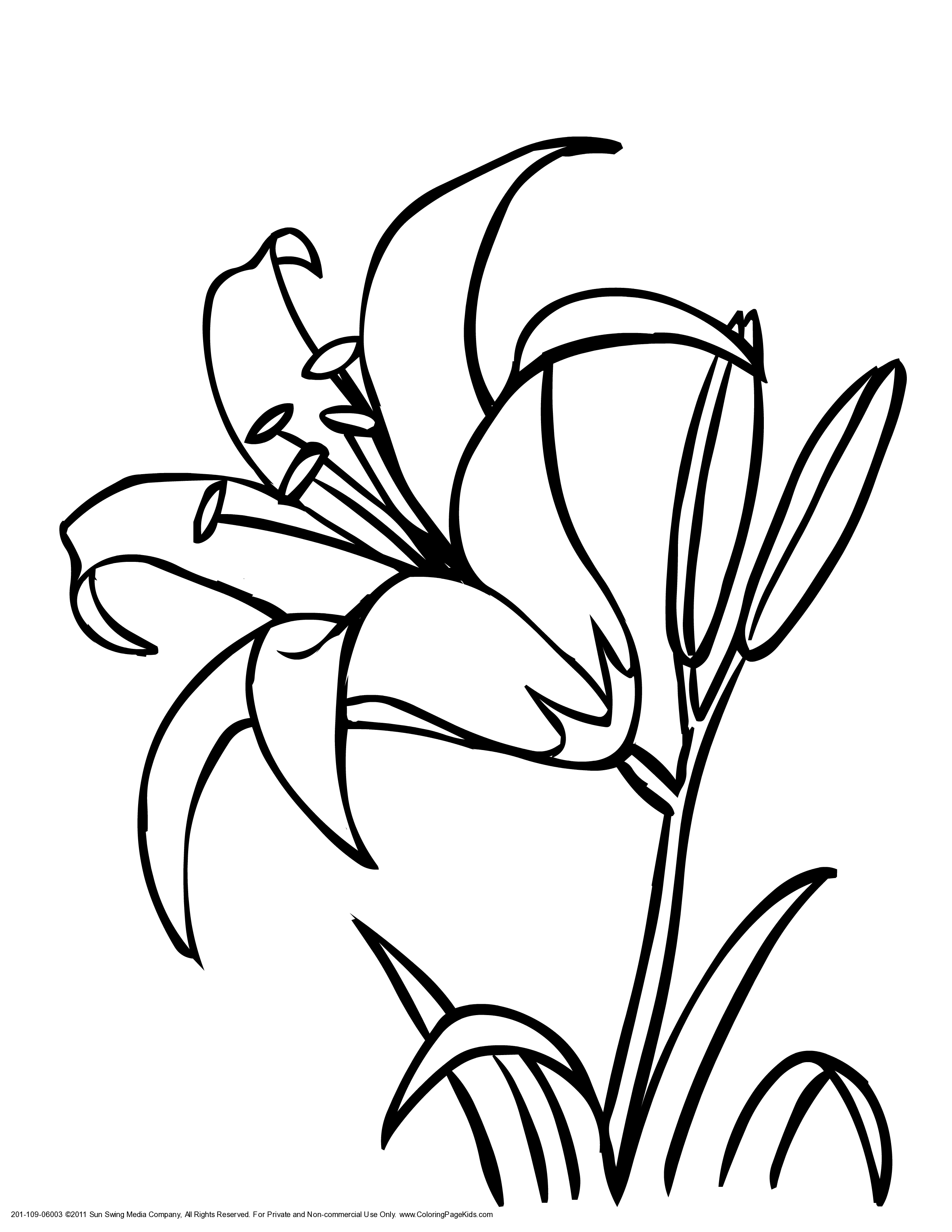 Lily Flower Coloring Pages - Coloring Pages