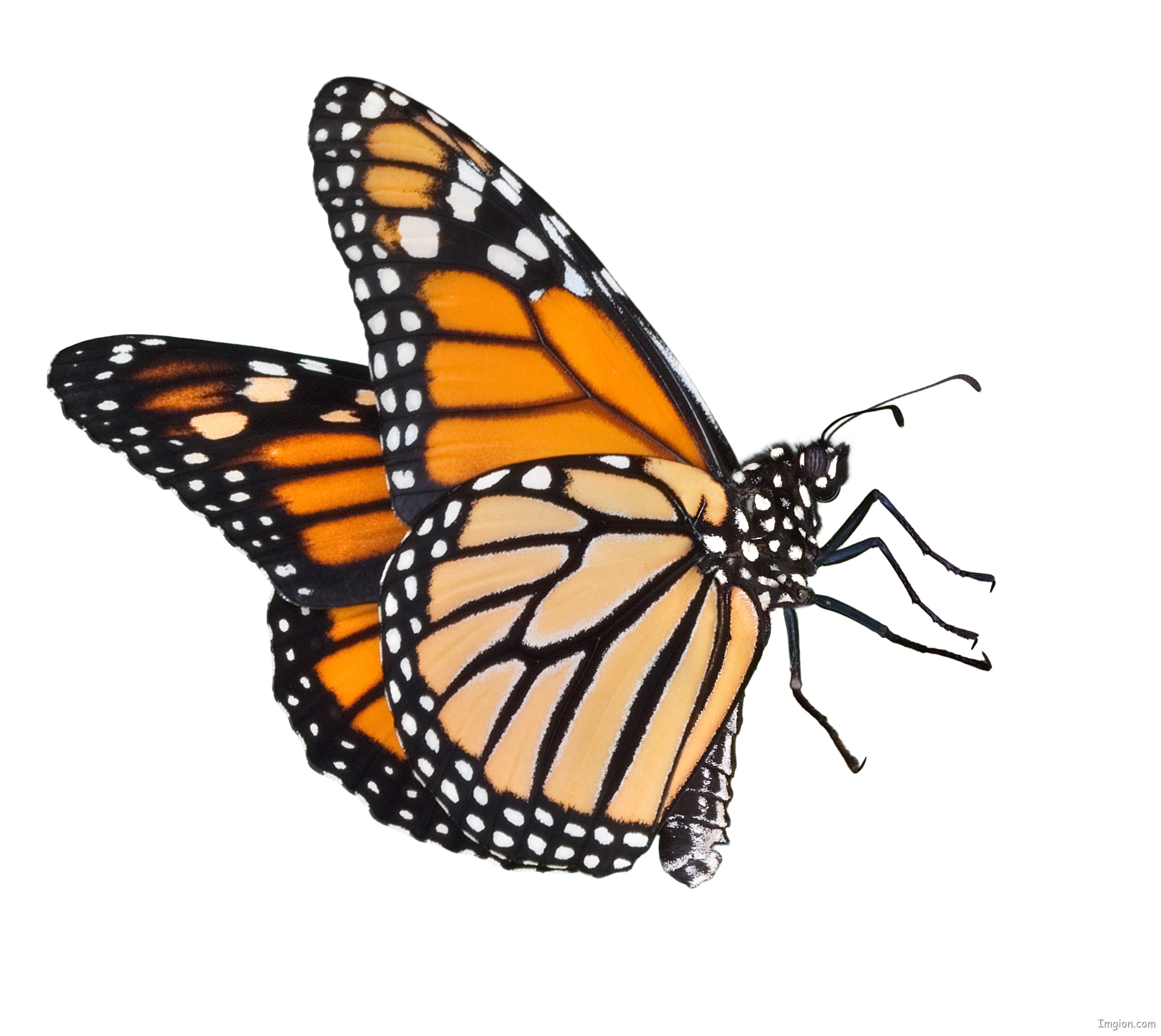 Monarch Butterfly Cliparts - The Cliparts