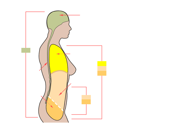 Human Body Cavities