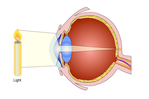 Labeled Eye Diagram Gcse - Juanribon.com