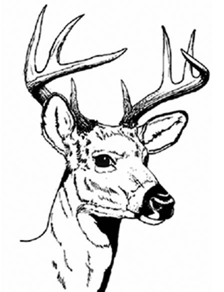 deer head coloring pages | deer | Pinterest