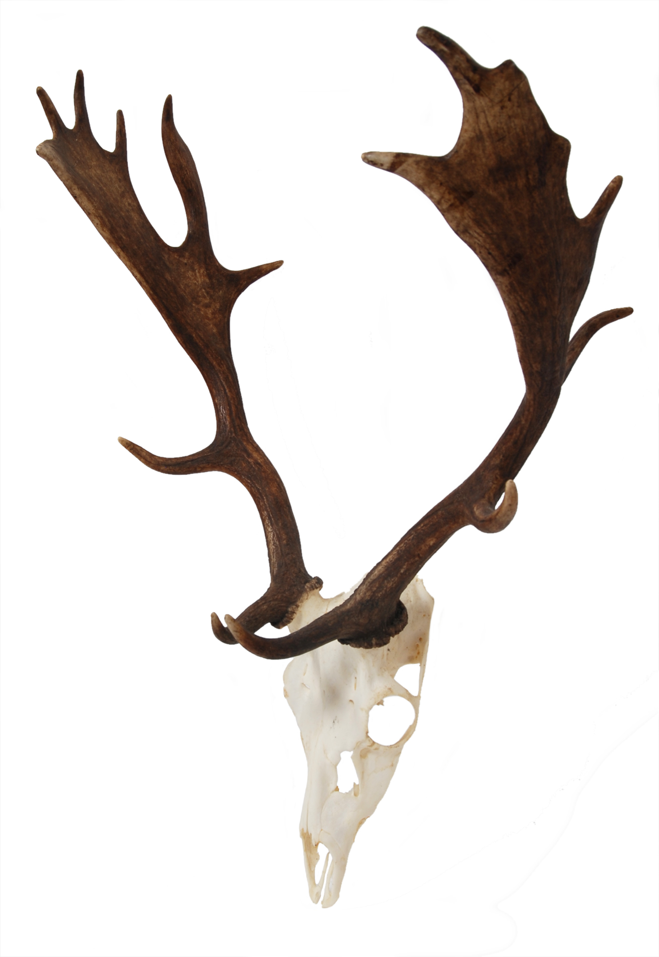 Stag Antlers, Rams Skulls and Trophies Here