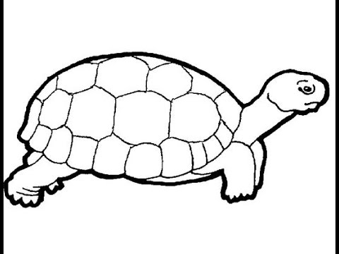 How to draw a turtle - YouTube