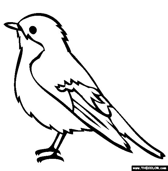 Robin Drawing | Watercolor Bird ...