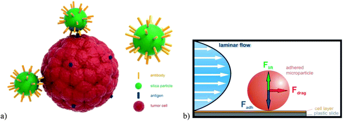 Feasibility and constraints of particle targeting using the ...