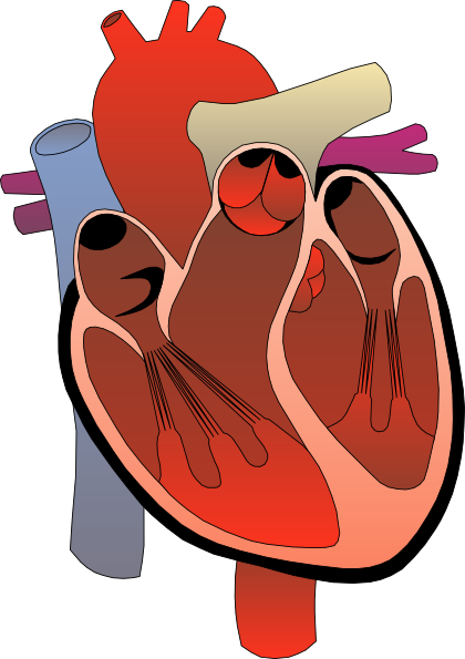 Circulatory System Diagram Unlabeled ClipArt Best