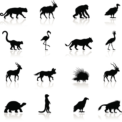 Lemur Clip Art, Vector Images & Illustrations