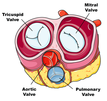Human Heart Diagram - Side View and Top View