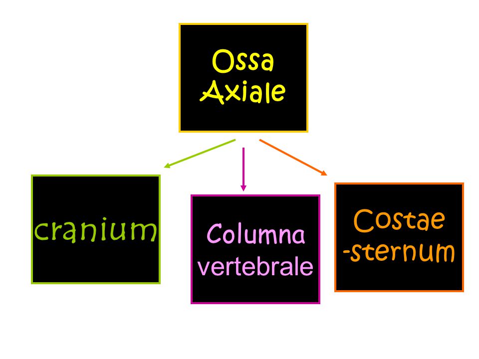 OSTEOLOGY Is a science which study the morphology and function of ...