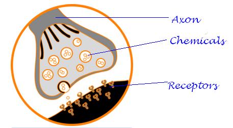 CBSE Papers, Questions, Answers, MCQ ...: CBSE - Class X - Science ...