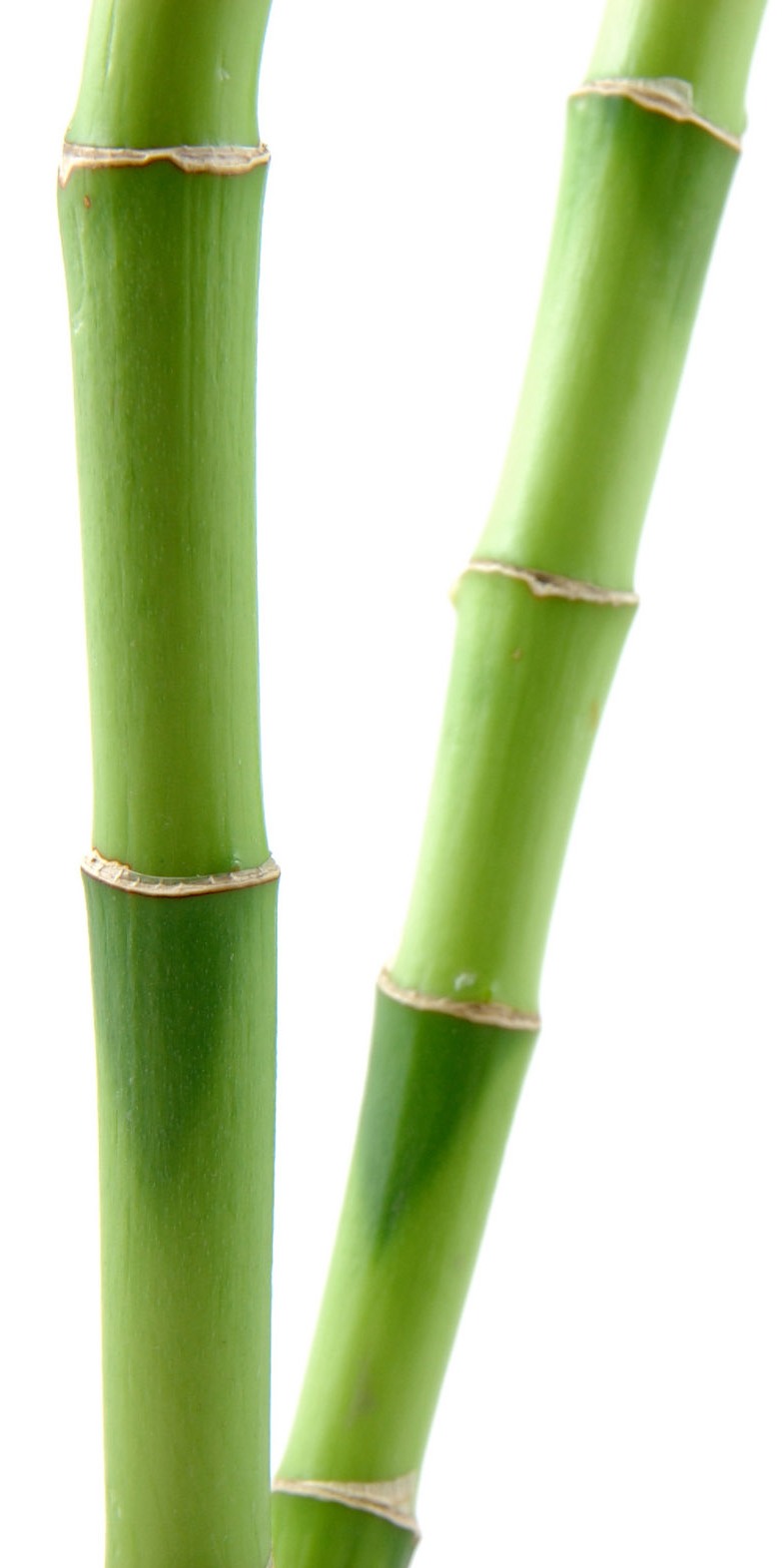 Bamboo Tree Png - ClipArt Best