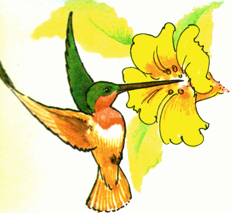 Hummingbird Clip Art - ClipArt Best