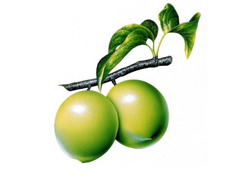 Guava Clip Art - ClipArt Best