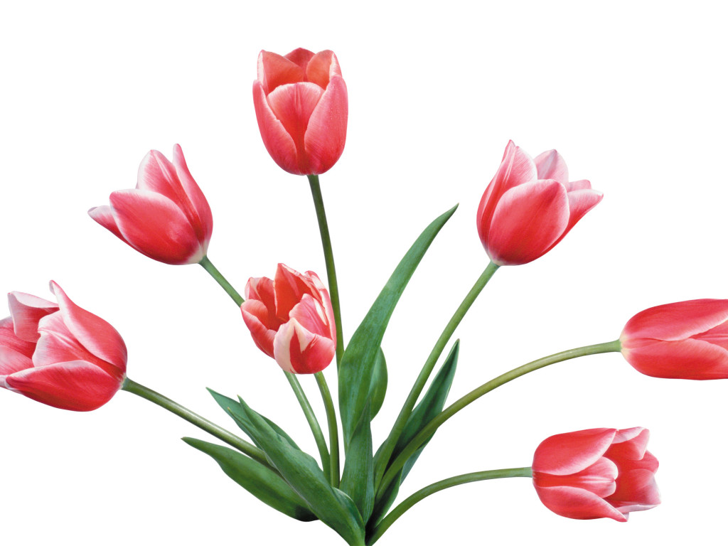 Download Clipart Tulip Pink Flowers Wallpaper (1038) With High ...