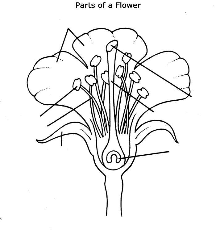 Blank Coloring Parts Of Brain | Jos Gandos Coloring Pages For Kids