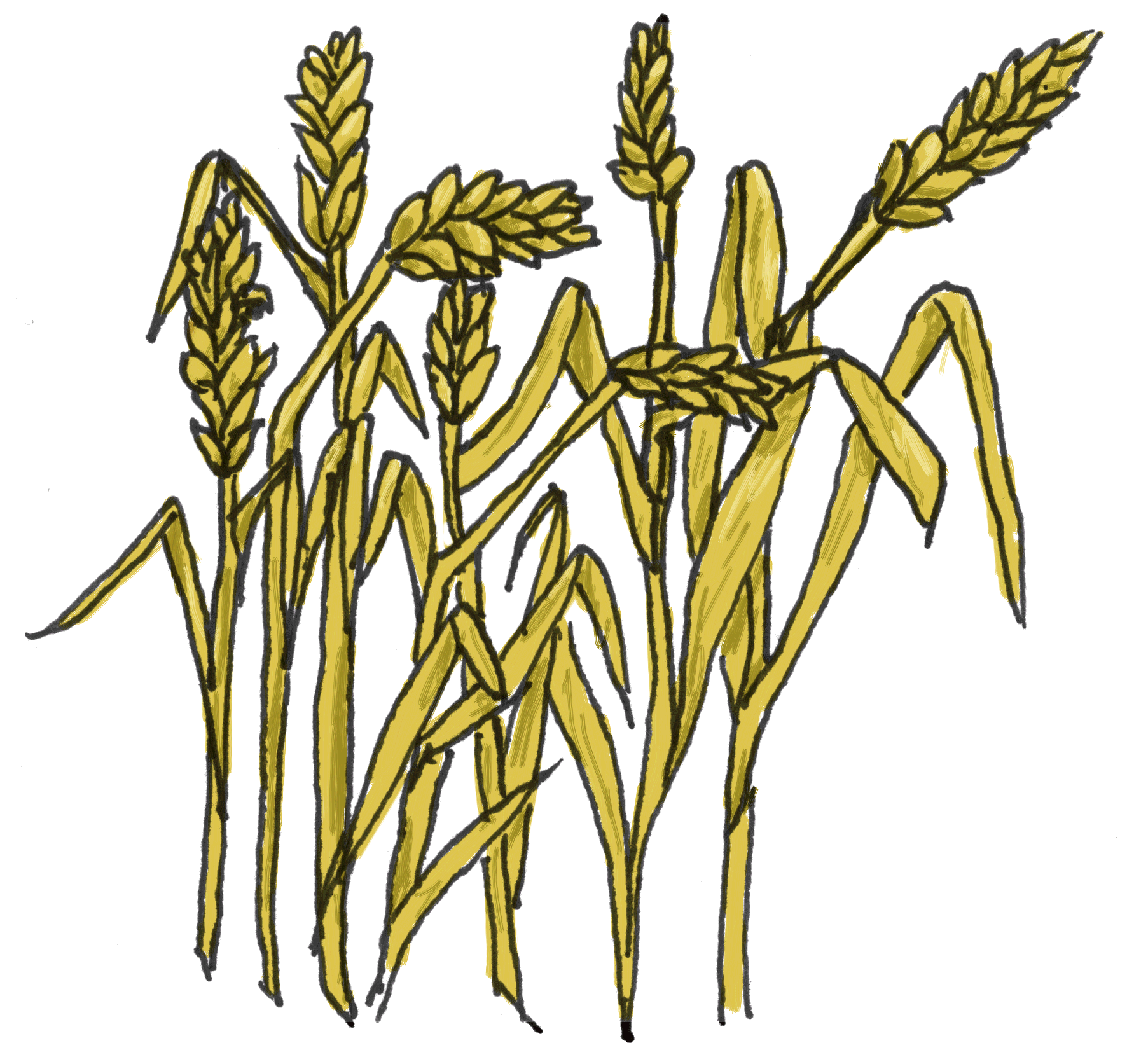 Wheat Clip Art