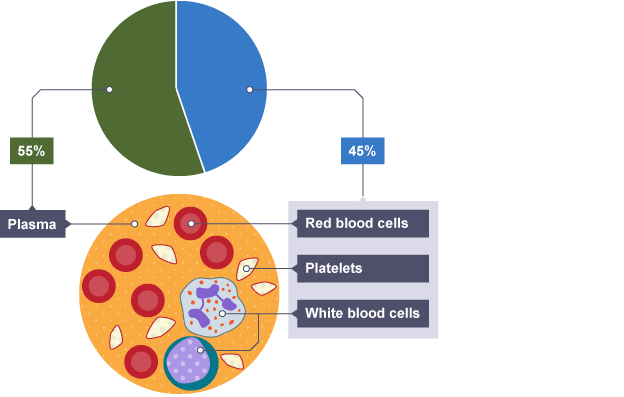 BBC Bitesize - GCSE Biology - Blood - Revision 1