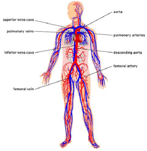 Labeled Diagram Of The Circulatory System - AoF.com