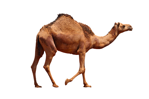 Camel Pictures, Images and Stock Photos