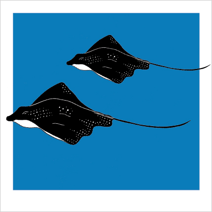 Stingray Illustration - ClipArt Best