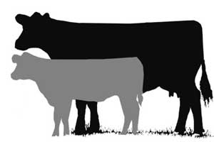 Show cattle clip art