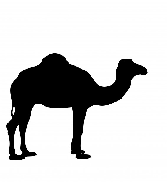 Camel Silhouette Free Stock Photo - Public Domain Pictures