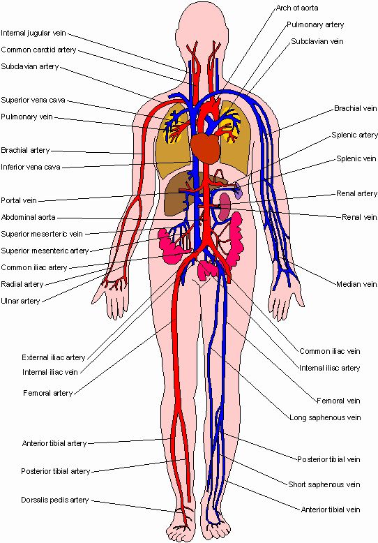 Male Internal Organs Diagram Male Anatomy Of The Body - deep.jpg (500×