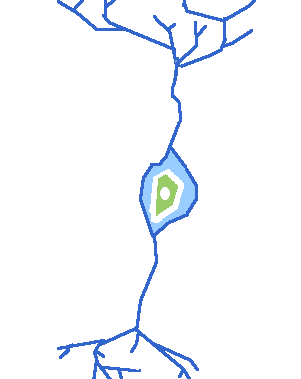 Neurons - How Neurons Communicate